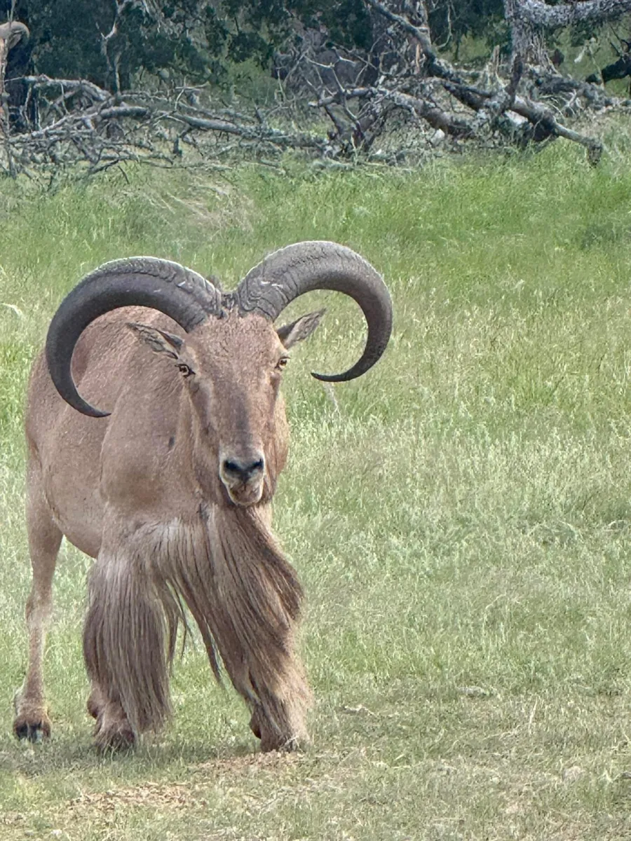 Aoudad at Black Eagle Ranch, Texas