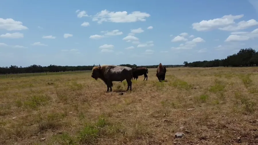 American Bison at Black Eagle Ranch, Texas