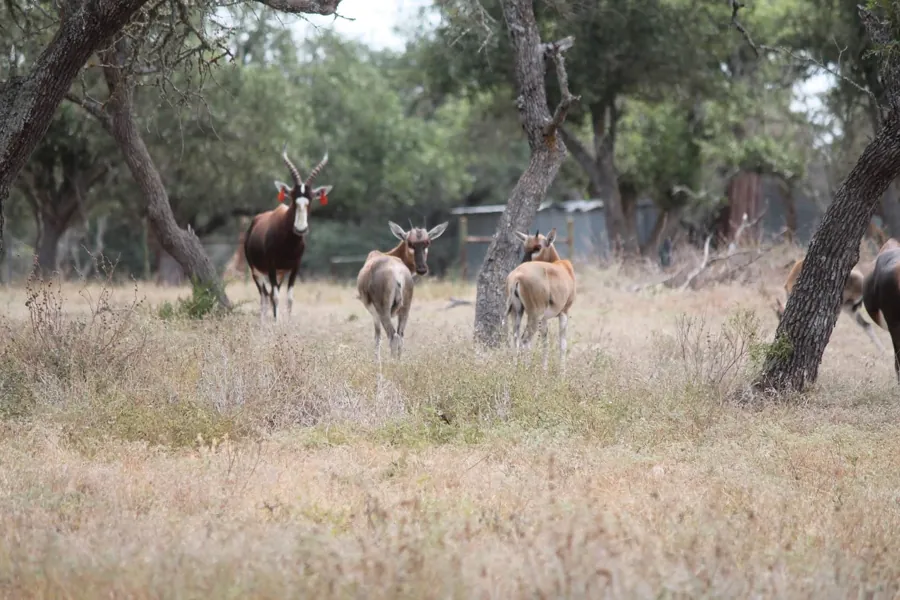 Blesbok at Black Eagle Ranch, Texas