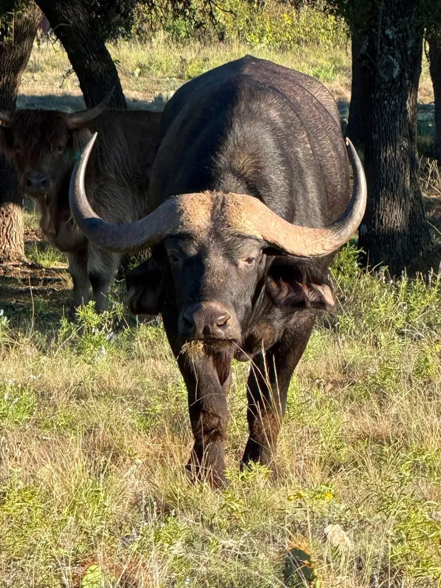 Cape Buffalo at Black Eagle Ranch, Texas