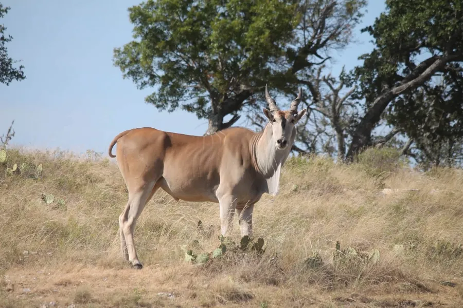 Eland at Black Eagle Ranch, Texas