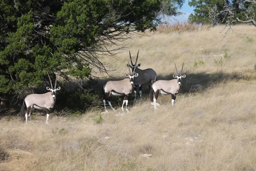 Gemsbok at Black Eagle Ranch, Texas