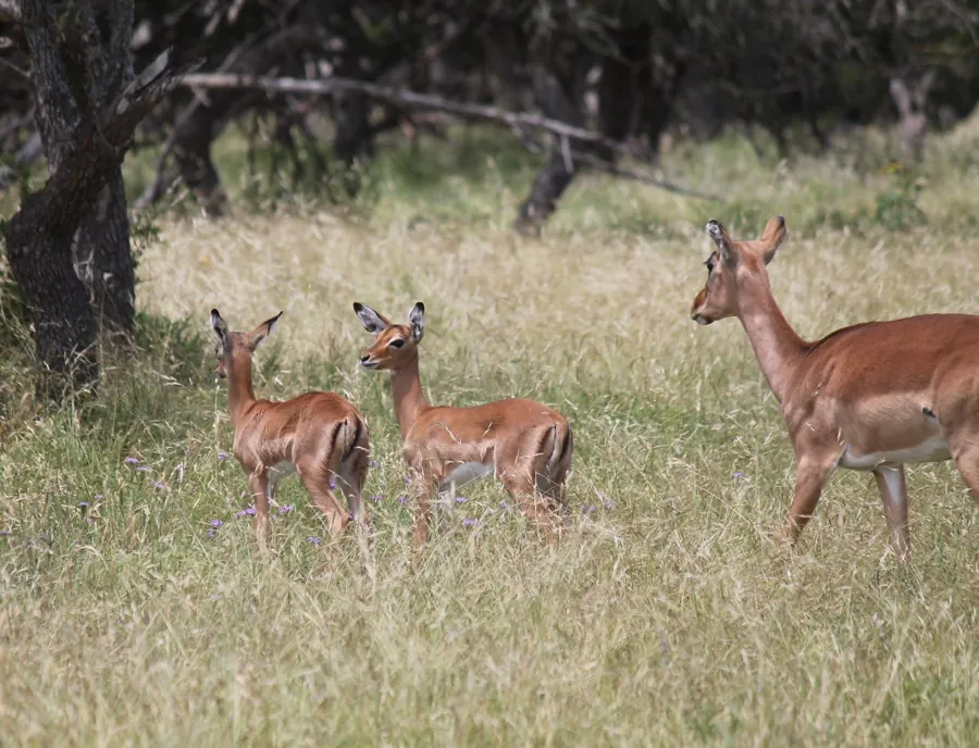 Impala at Black Eagle Ranch, Texas