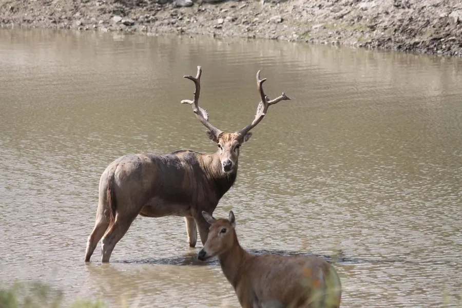 Père David's Deer at Black Eagle Ranch, Texas