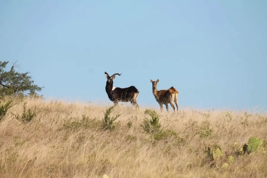 Nubian Ibex at Black Eagle Ranch, Texas