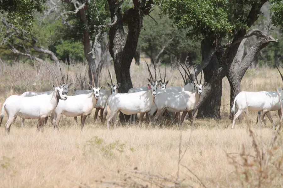 Scimitar-Horned Oryx at Black Eagle Ranch, Texas
