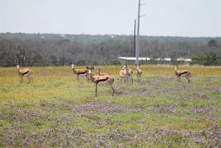 Springbok at Black Eagle Ranch, Texas