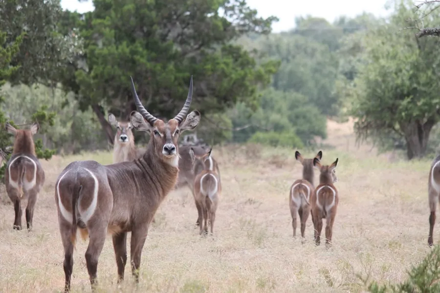 Waterbuck at Black Eagle Ranch, Texas